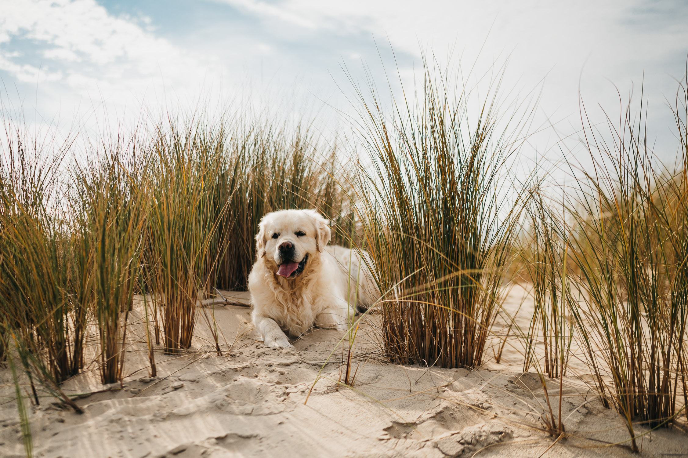 Un chien couché sur le sable qui contemple sa famille.